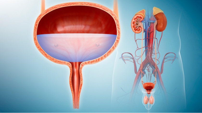 Urology Image